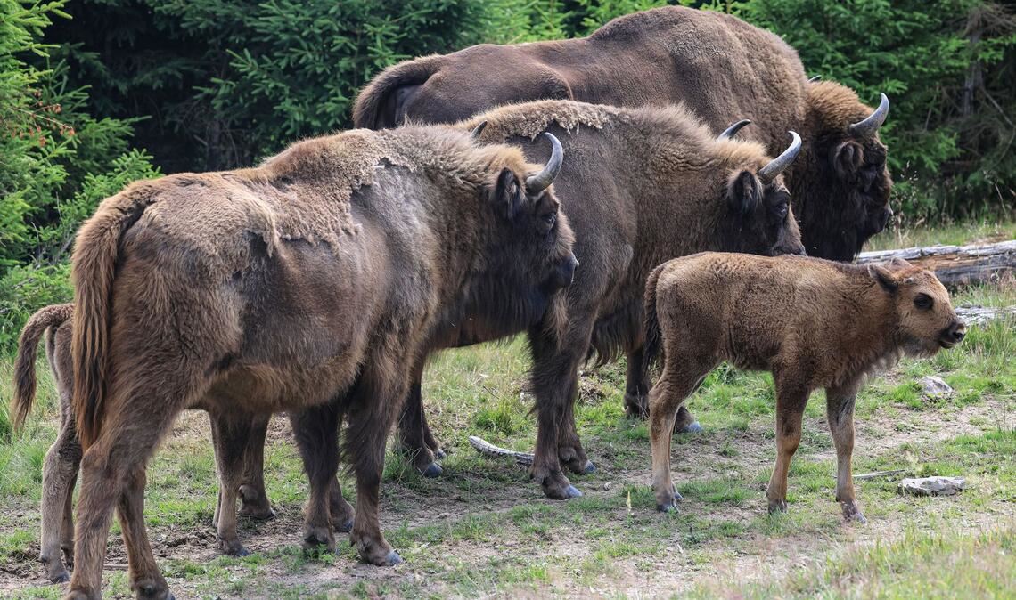 In einem Gehege am Rand des Nationalparks sollen bald Wisente zu sehen sein.
