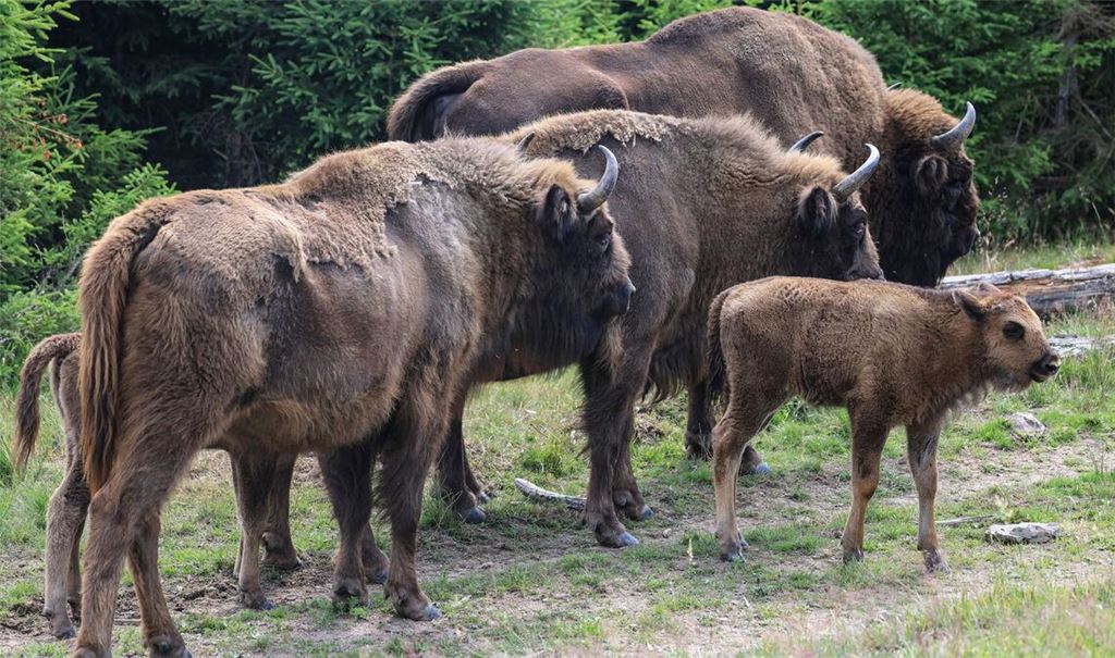 In einem Gehege am Rand des Nationalparks sollen bald Wisente zu sehen sein.