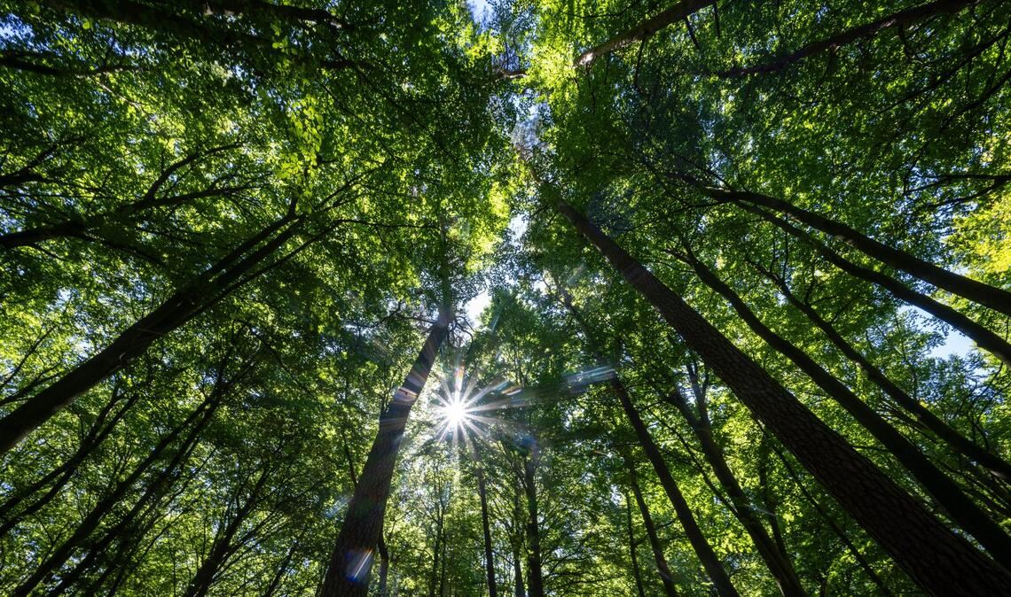 In einem Mischwald kommen mehrere Baumarten gemeinsam vor. (Archivfoto)