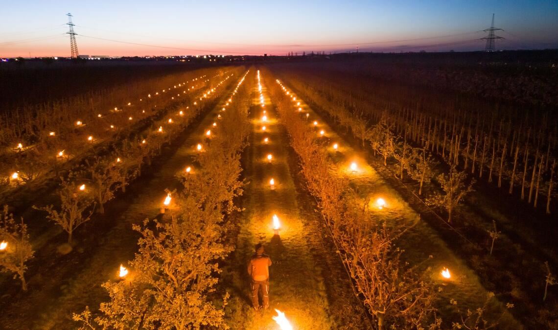 In einer Aprikosen-Plantage in Sachsen-Anhalt brennen Frostschutzkerzen.