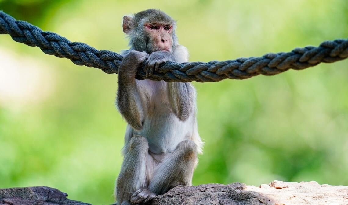 In freier Wildbahn sind Rhesusaffen vor allem in Asien anzutreffen - hierzulande lassen sie sich in Zoos beobachten. (Symbolfoto)