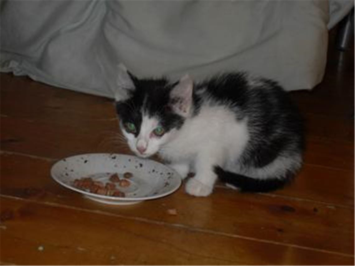 In guten Händen: Eines der Geschwisterchen der getöteten Kätzchen.
Foto: privat