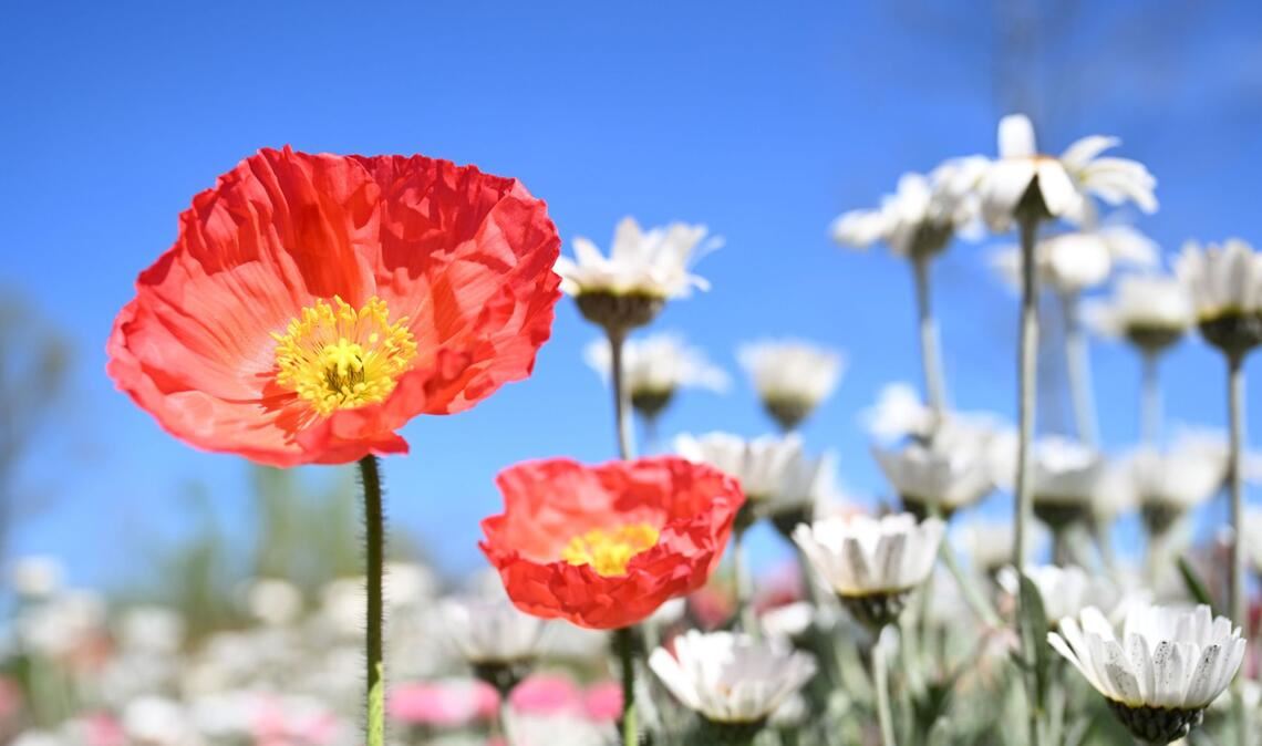 In knapp zehn Tagen, am 24. April, startet die Landesgartenschau in Ellwangen.