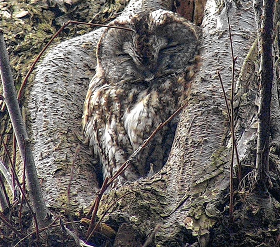 Wenn der Waldkauz ruft