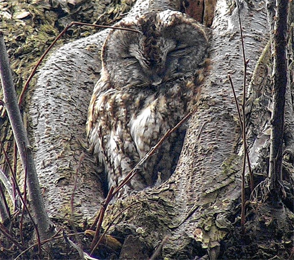Wenn der Waldkauz ruft