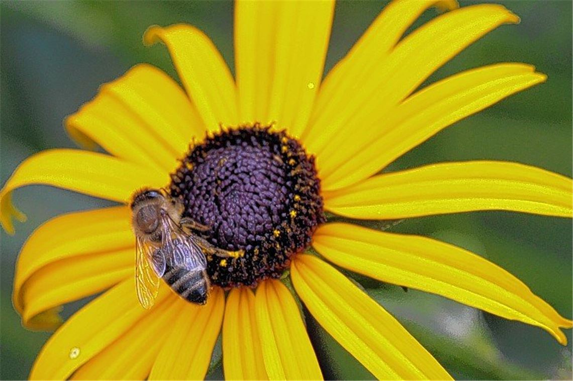 Bienenkrankheit in Iptingen: Enzkreis richtet Sperrzone ein Sperrbezirk soll Bienen schützen