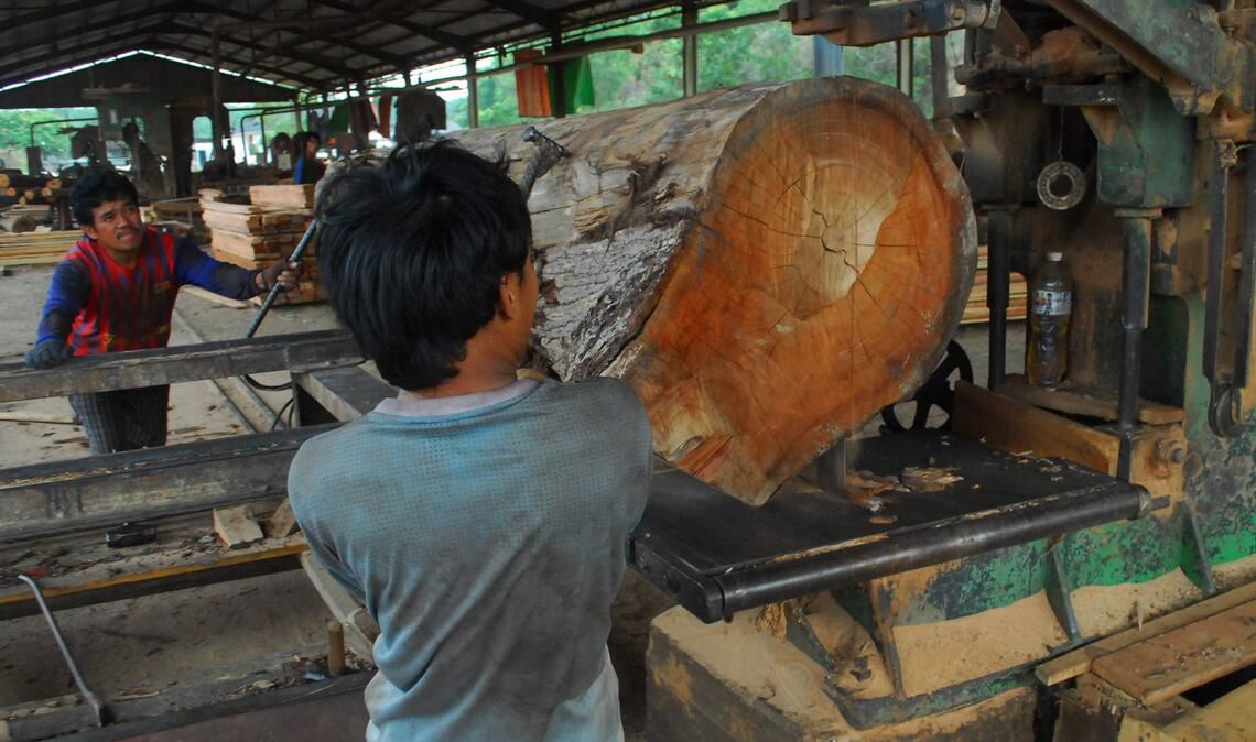 In wenigen Jahren wird es in Indonesien keine Urwälder mehr geben.