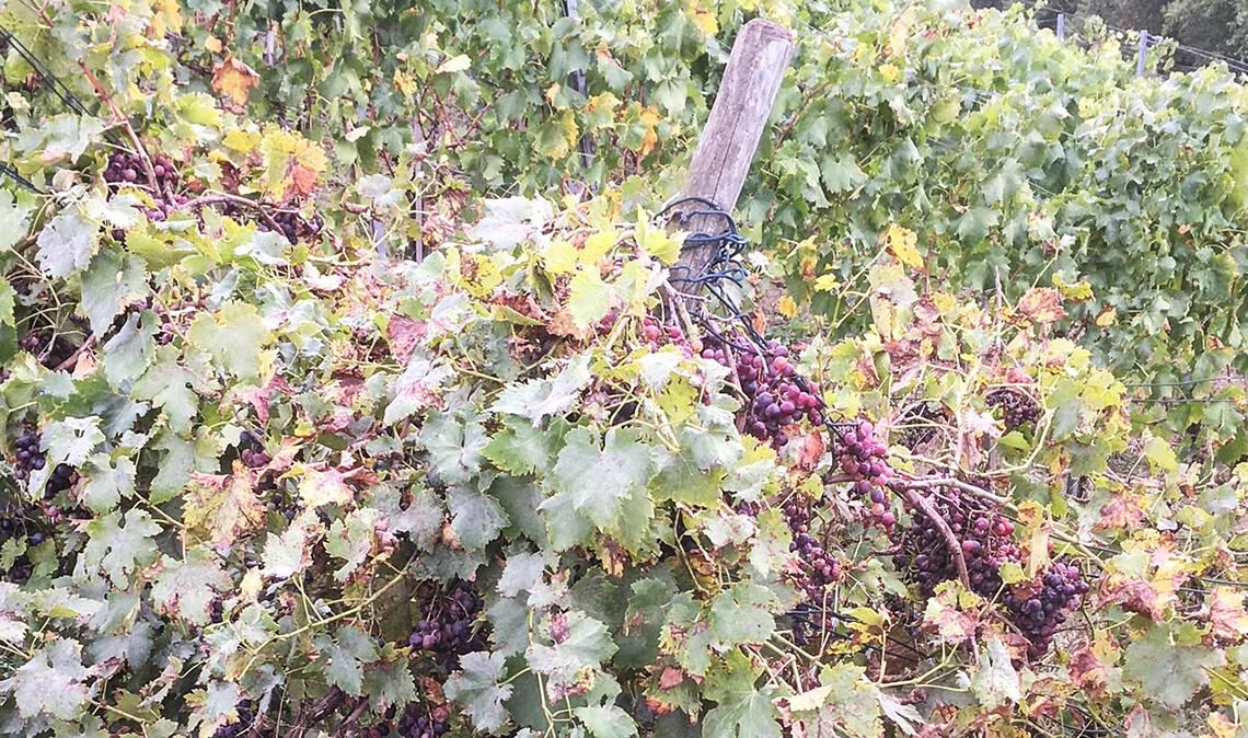 In wirtschaftlich schwierigen Zeiten kein Einzelfall mehr: verwilderte Weinberg-Parzelle in den Weinberg-Steillagen über dem Enztal bei Mühlhausen. Symbolbild: Archiv