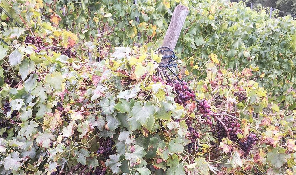 In wirtschaftlich schwierigen Zeiten kein Einzelfall mehr: verwilderte Weinberg-Parzelle in den Weinberg-Steillagen über dem Enztal bei Mühlhausen. Symbolbild: Archiv