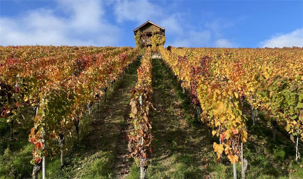 „Indian Summer“ im Weinberg. Foto: Anita Lang