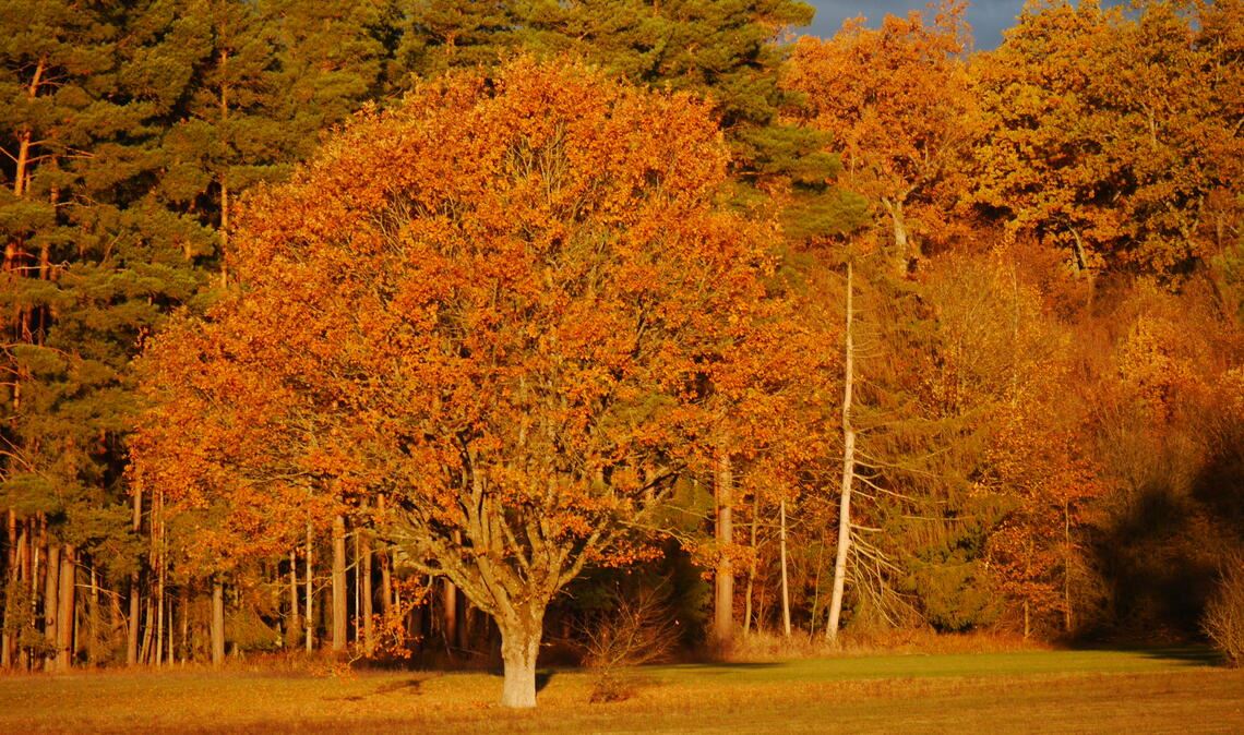 „Indian Summer“ in Ötisheim. Foto: Klaus Dolt