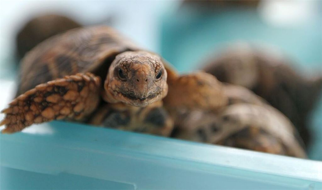 Indische Sternschildkröten sind in Asien wegen ihrer auffälligen Panzerzeichnung sehr beliebt. (Archivbild)