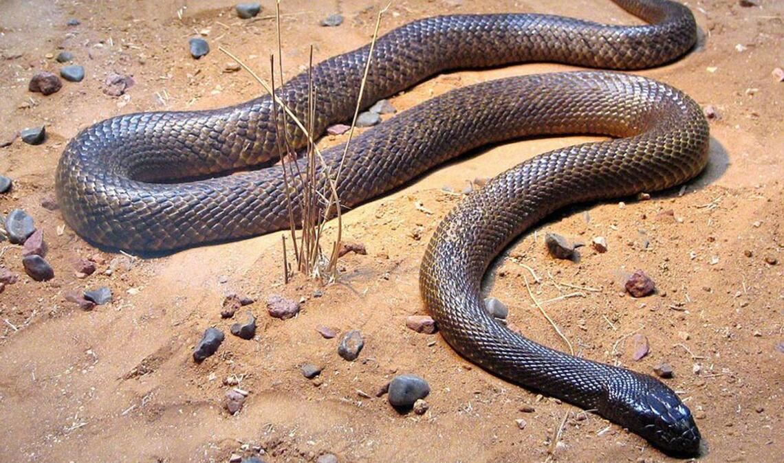 Inland-Taipan (Oxyuranus microlepidotus): Sie ist die giftigste Schlange der Welt. Das Gift aus einem Biss reicht aus, um 230 Erwachsene zu töten. Diese Schlangenart kommt ausschließlich in Australien vor.