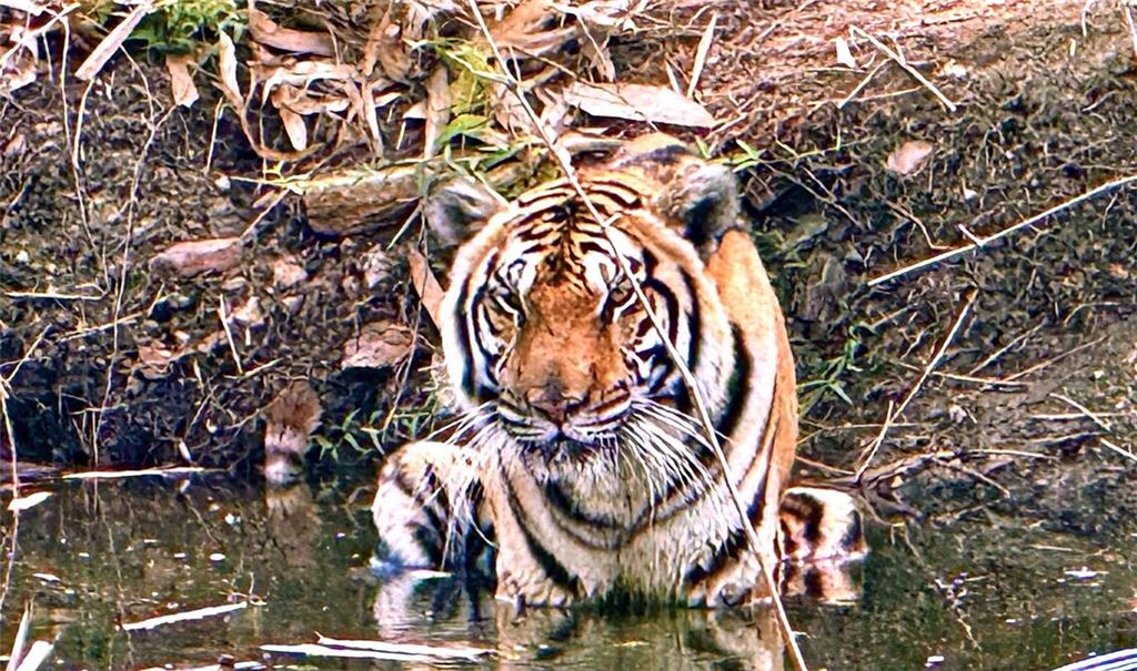 Innerhalb weniger Wochen starben in Nordthailand Dutzende Tiger - offenbar an einem Virus. (Archivbild)