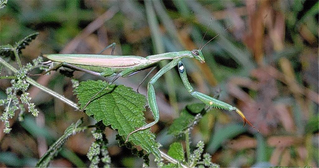 Insekt hat seinen Partner zum Fressen gern