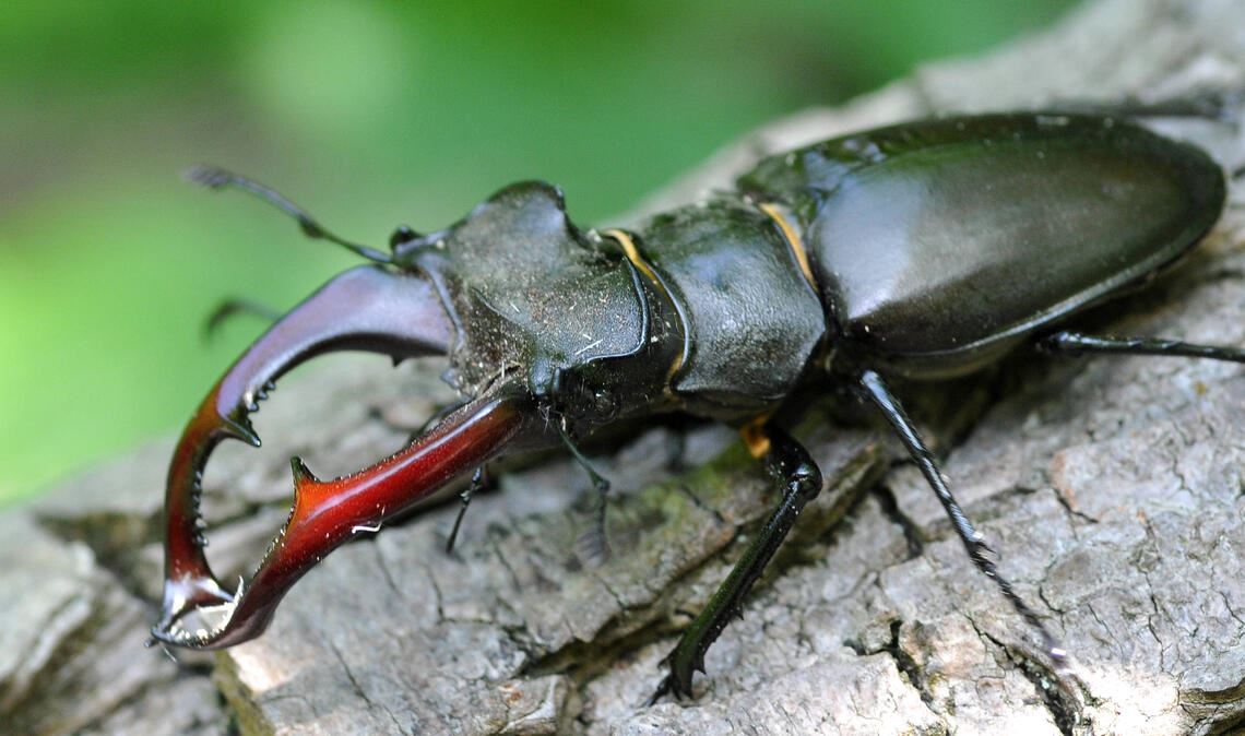 Insekten wie der Hirschkäfer könnten ohne Totholz nicht leben und sind deshalb zum Teil stark gefährdet. Fotos: Lechner