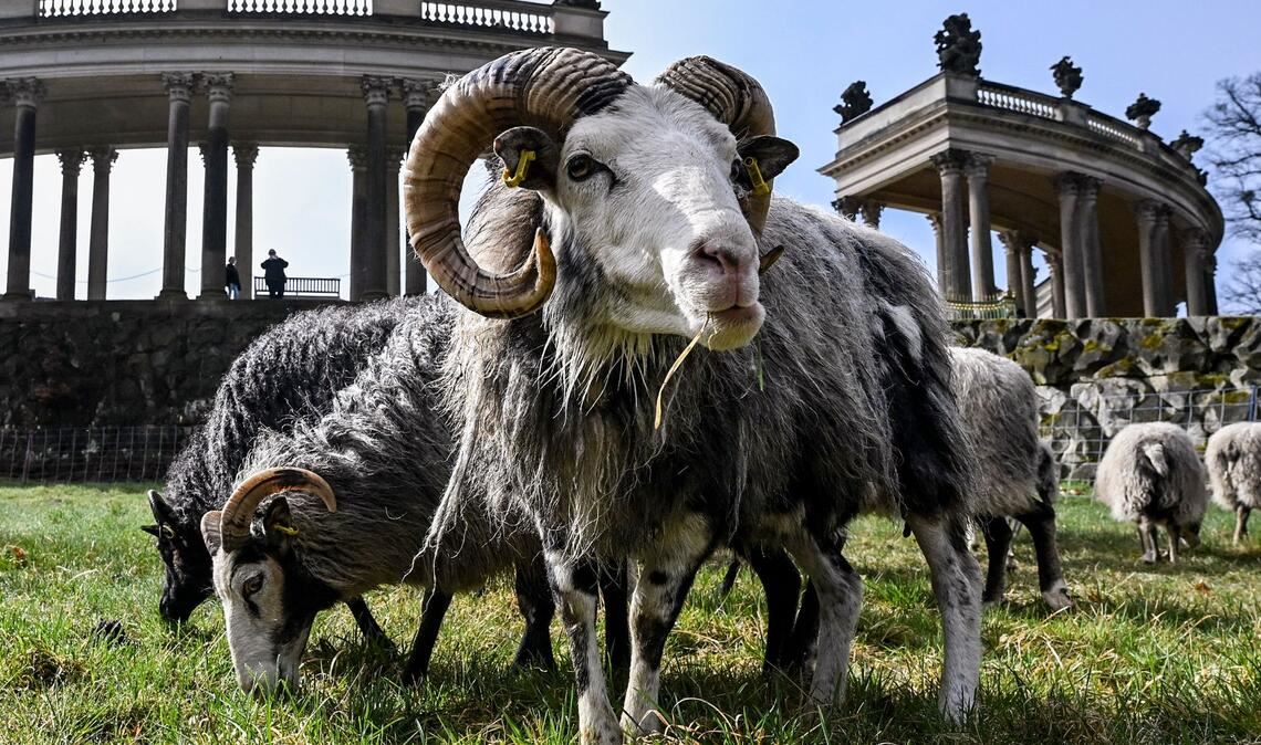 Insgesamt 35 Schafe weiden im Park Sanssouci derzeit auf der Wiese am Rossbrunnen und helfen bis November bei der ökologischen Wiesenpflege von 15 Hektar Grasfläche.