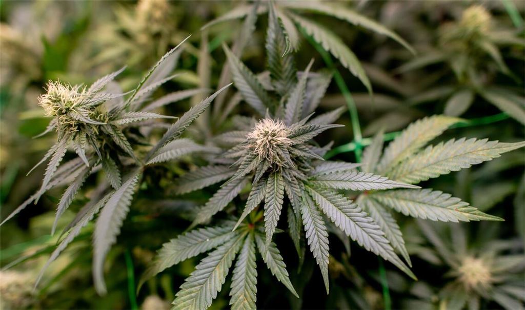 Insgesamt wurden drei Männer, die die Plantage betrieben haben sollen, festgenommen (Symbolbild).