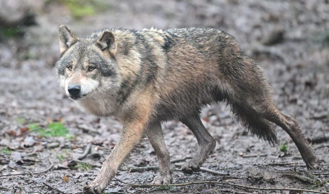 Inzwischen leben 350 Wölfe in der Schweiz. (Symbolfoto)