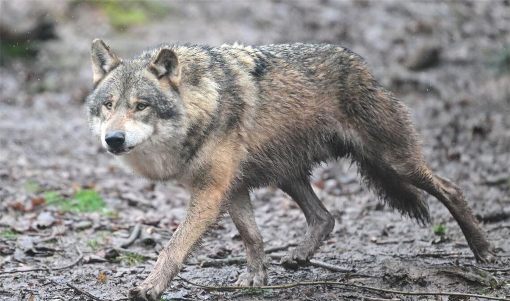 Inzwischen leben 350 Wölfe in der Schweiz. (Symbolfoto)
