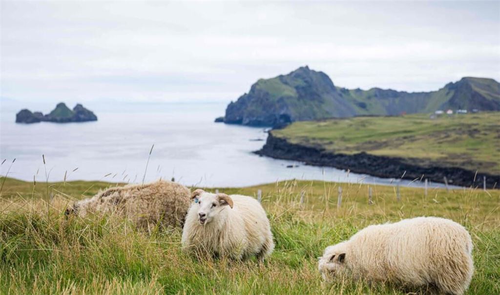 Island, bekannt für seine schöne Landschaft, stimmt am Samstag darüber ab, ob die EU-Beitrittsgespräche wieder aufgenommen werden sollen.