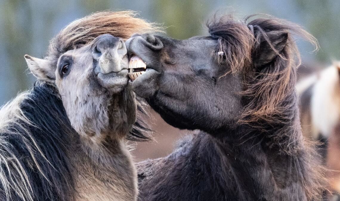 Islandpferde rangeln bei Temperaturen von vier Grad über null auf ihrer Koppel im Taunus.