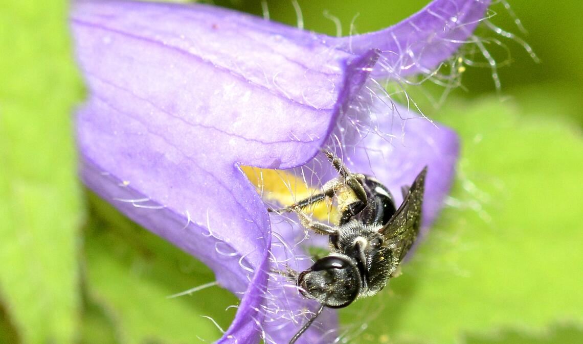 Ist auch in der Region heimisch: die „Glockenblumen-Schmalbiene“. Foto: Lechner