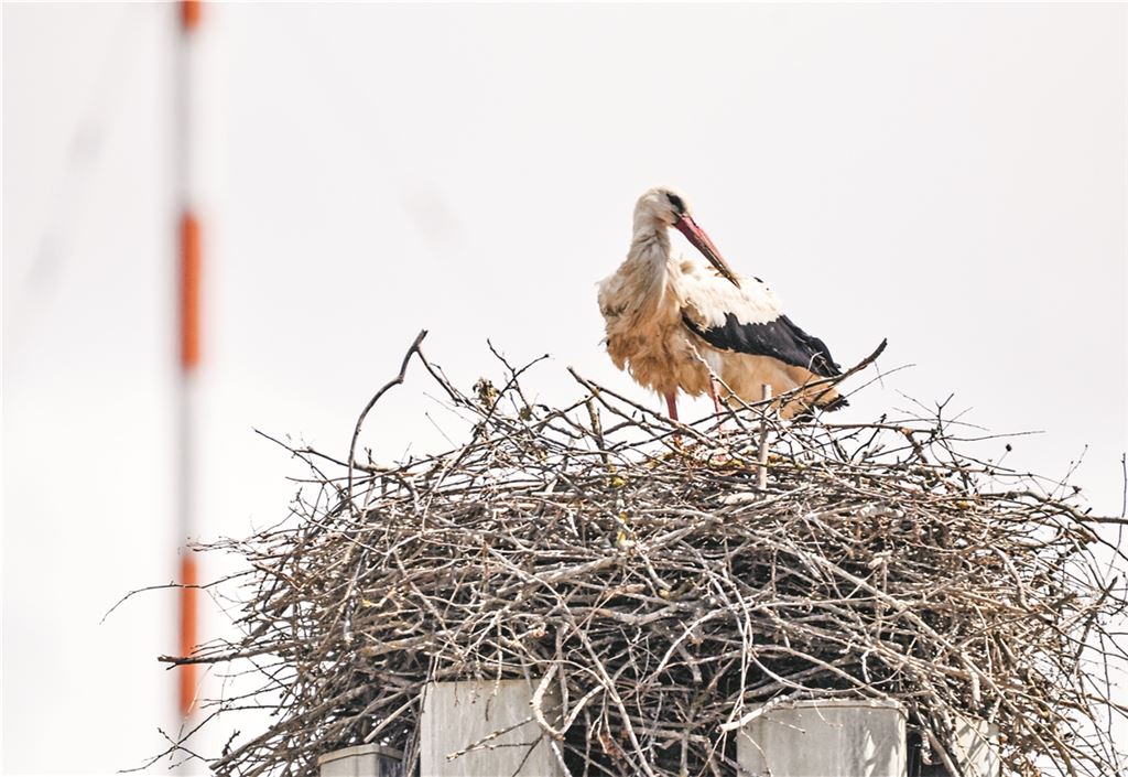 Ist der Nachwuchs schon da? Das Verhalten der Elternvögel lässt darauf schließen, dass Küken bereits geschlüpft sind oder dies unmittelbar bevorsteht. Fotos: Bosch