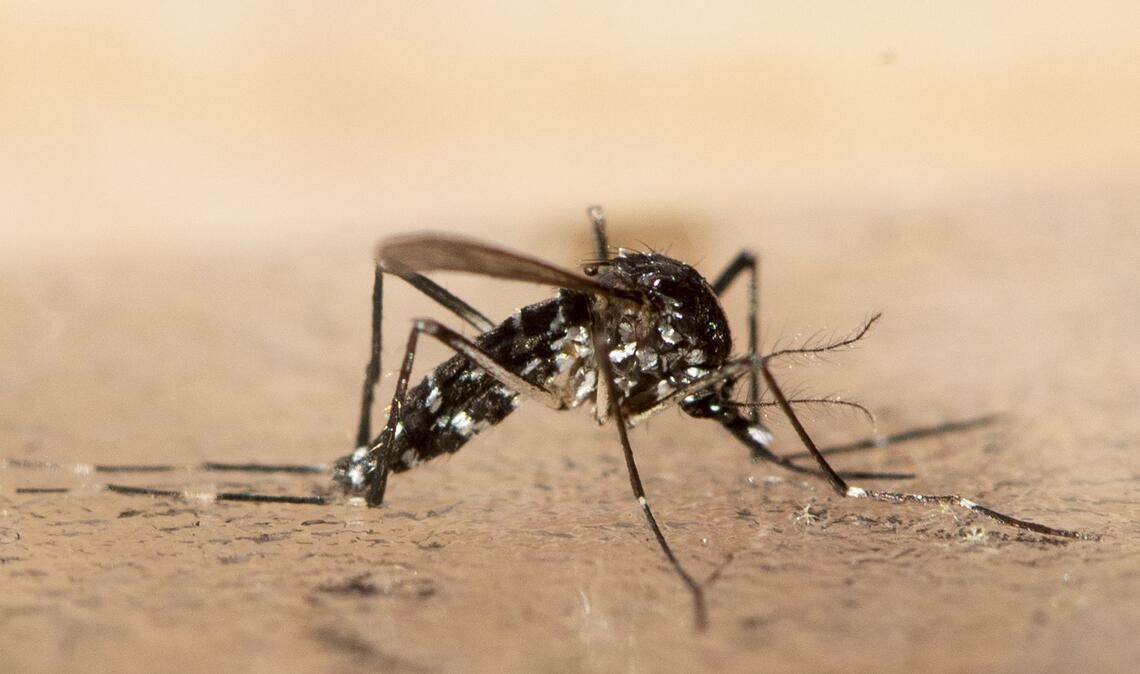 Italien, Frankreich, Spanien - bisher beschränken sich Ausbrüche der Tropenkrankheit Chikungunya auf südliche Regionen Europas. (Archivbild)