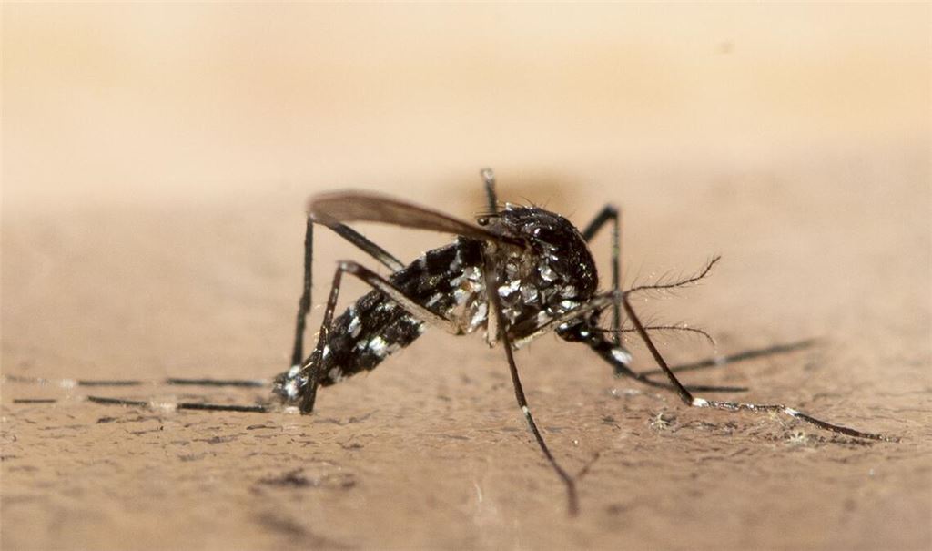 Italien, Frankreich, Spanien - bisher beschränken sich Ausbrüche der Tropenkrankheit Chikungunya auf südliche Regionen Europas. (Archivbild)