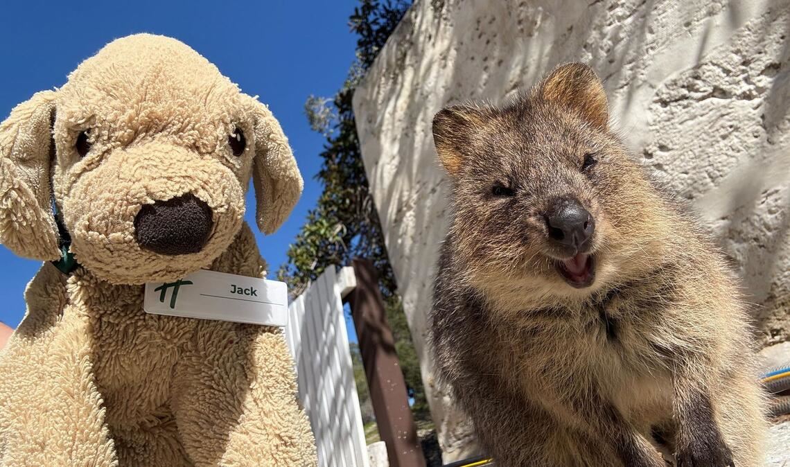Jack erlebt große Abenteuer - so ließ er sich mit einem einheimischen Quokka auf Rottnest Island fotografieren.