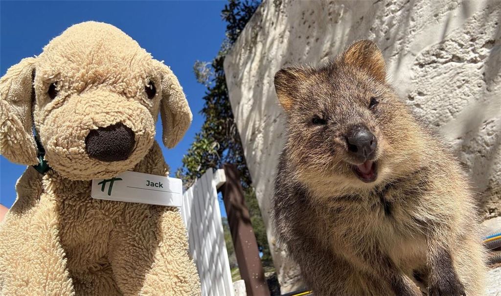 Jack erlebt große Abenteuer - so ließ er sich mit einem einheimischen Quokka auf Rottnest Island fotografieren.