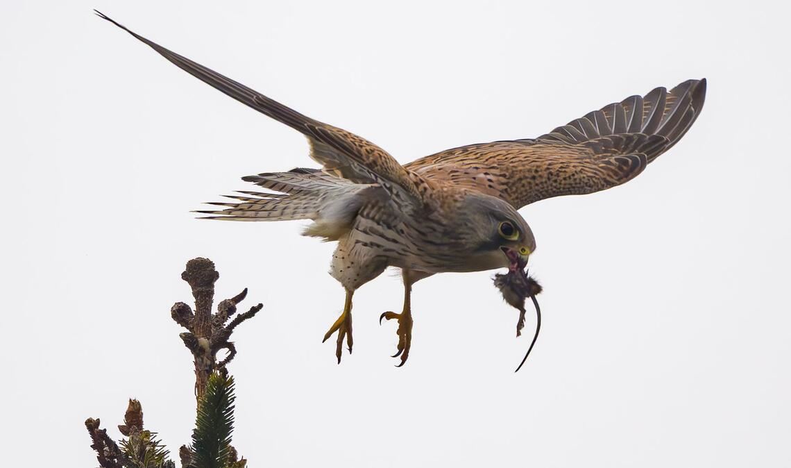 Jagderfolg - Turmfalke mit Maus in Sieversdorf