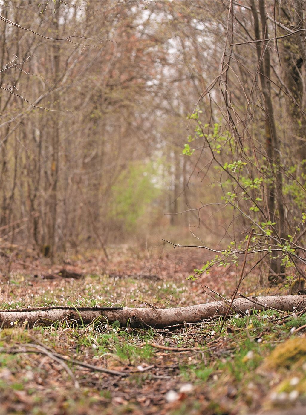 Jagdpächter befürchten, dass ein Mountainbike-Trail im Lugwald (Foto) die Jagd erschweren könnte. Foto: Fotomoment