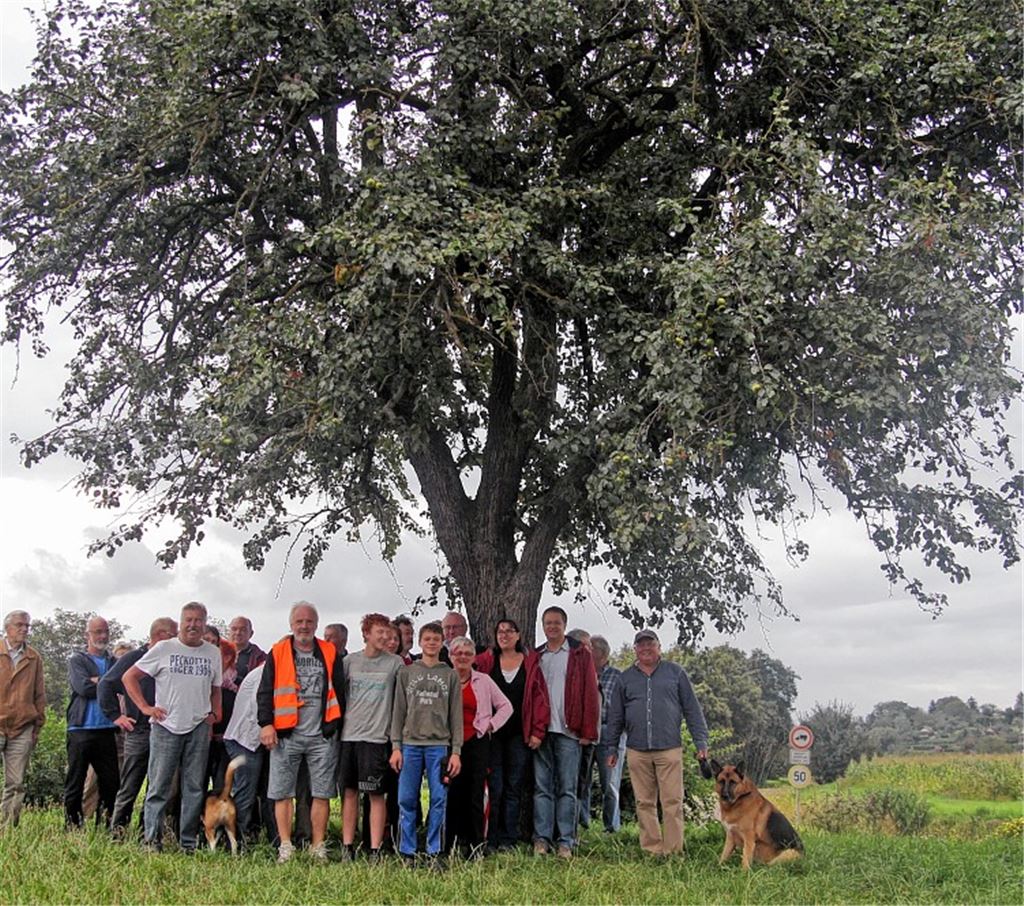 Jeden Dienstag treffen sich die Lomersheimer zur Mahnwache am Kreisel-Birnbaum – bis die Kettensägen kreischen. Foto: Goertz