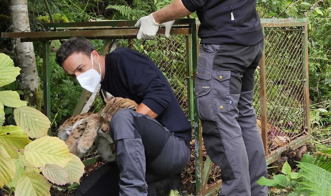 Luchs an der Grenze zur Schweiz entdeckt Jens Seeger (links) von der Forstlichen Versuchs- und Forschungsanstalt Baden-Würtemberg und der Tierarzt Marco Roller haben bei Schopfheim einen wildlebenden Luchs eingefangen.