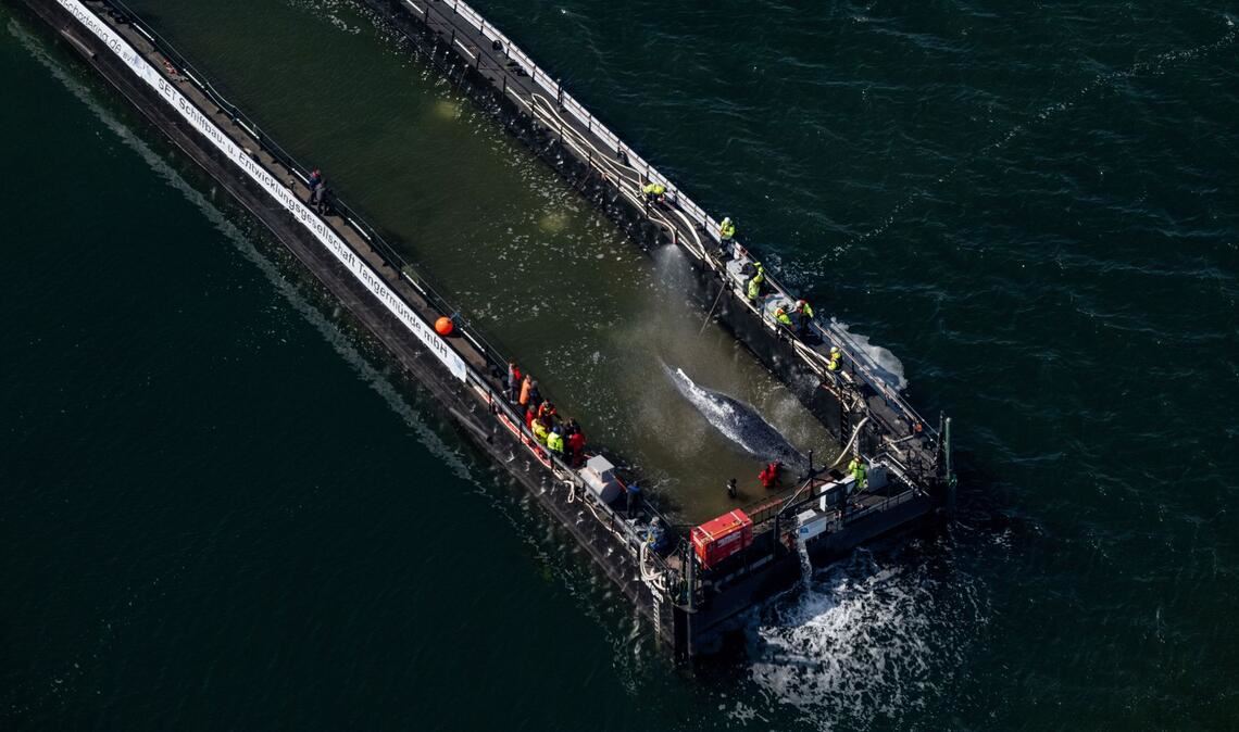Jetzt hat sich die Barge mit dem Wal in Bewegung gesetzt.