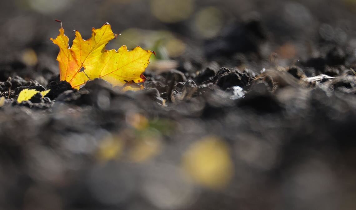 Jetzt kommt die goldene Herbsteszeit: Ein verfärbtes Blatt liegt auf einem Acker in Baden-Württemberg.