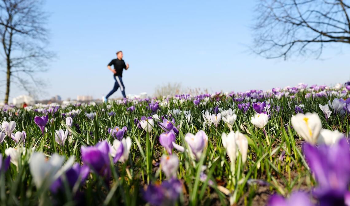 Joggen durch ein Blumenmeer ist jetzt wieder möglich. (Archivbild)