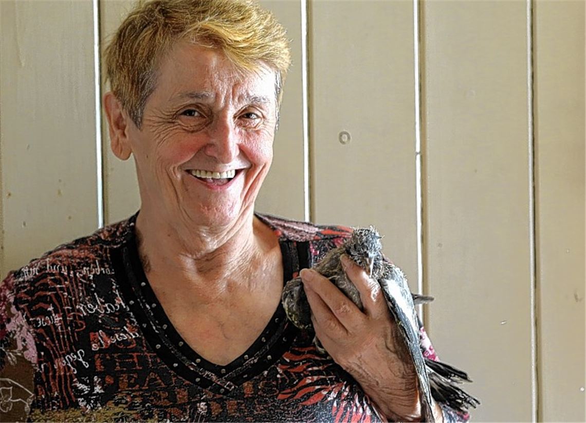 Eine Prothese für den Turmfalken