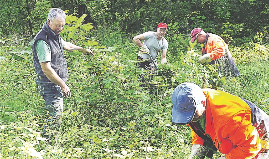 Jürgen Bregler, der für die Staatswälder in Kürnbach, Sternenfels und Oberderdingen zuständig ist, zeigt auf einer natürlichen Wiederaufforstungsfläche rumänischen Forstwirten, welche Bäume sie entfernen müssen. Fotos: Lechner