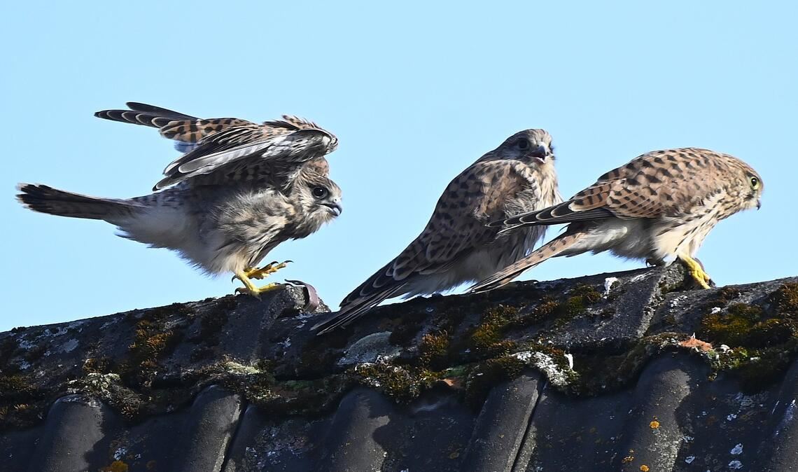 Junge Turmfalken, die flügge geworden sind, warten auf Futter. Foto: Lechner