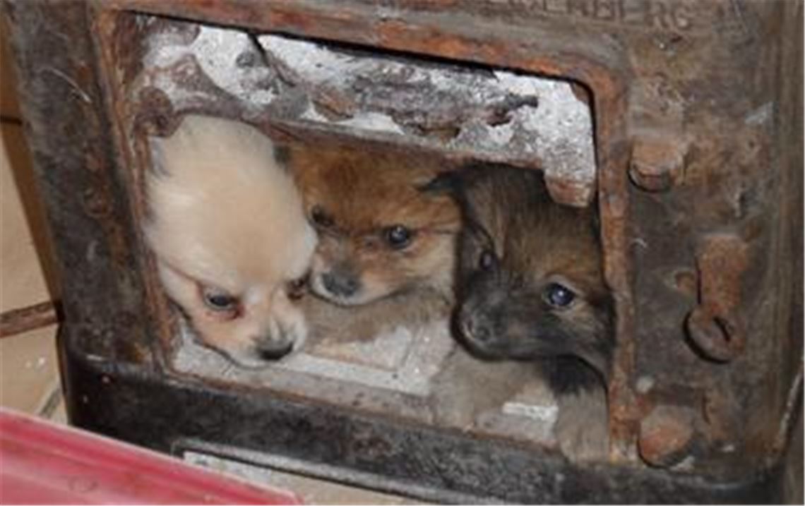 Junge Zwergspitzwelpen in Not: Einen wenig erfreulichen Fund machen die Veterinärämter von Stadt und Kreis.  Foto: privat