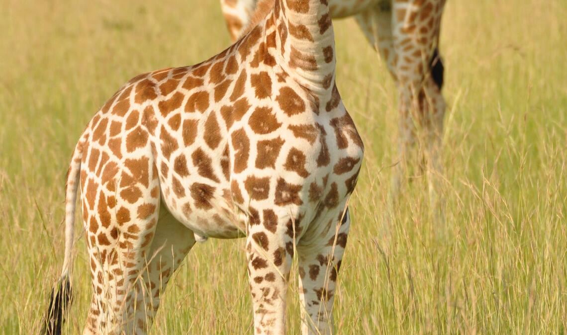 Jungtier und Mutter einer Nord-Giraffe