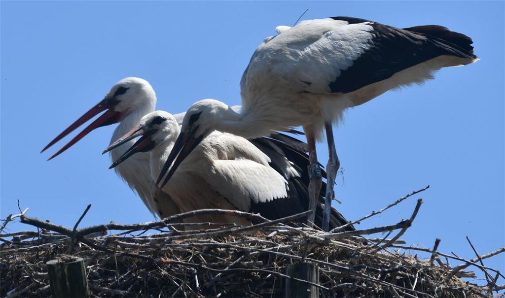 Jungtiere, die 2023 in Zaberfeld mit einem Sender ausgestattet wurden. Fotos: Bosch