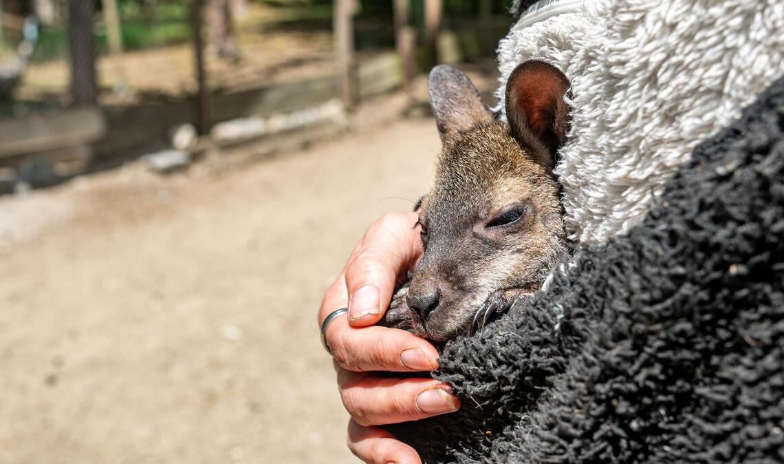 Känguru Elli schaut aus dem Pulli von Tierpark-Chefin Nicole Hoffmeister. Sie zieht das verwaiste Jungtier groß.