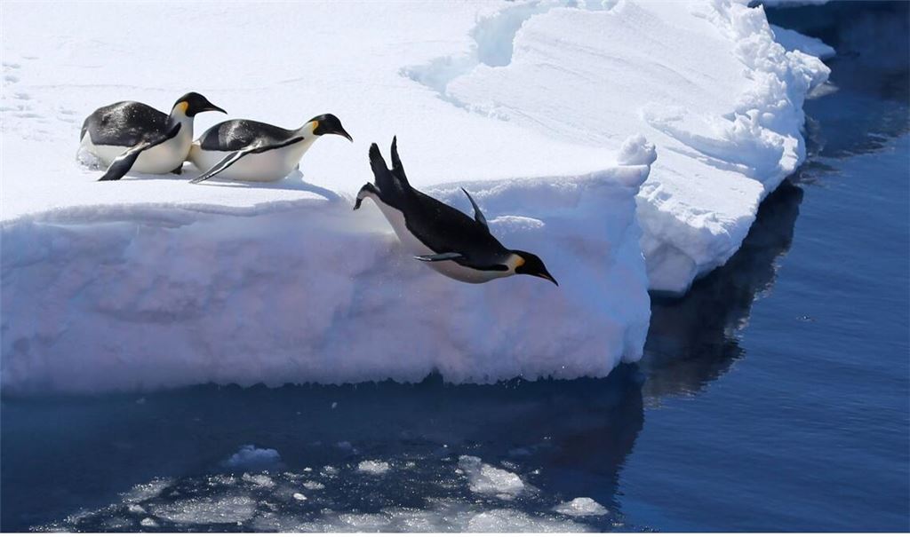 Kaiserpinguine springen von einer Eiskante ins Meer. Die Antarktis erlebt nach Einschätzung von Wissenschaftlern einen tiefgreifenden Wandel, der gravierende Folgen für die Ozeane und das Weltklima, aber auch für Tiere wie Kaiserpinguine haben könnte.