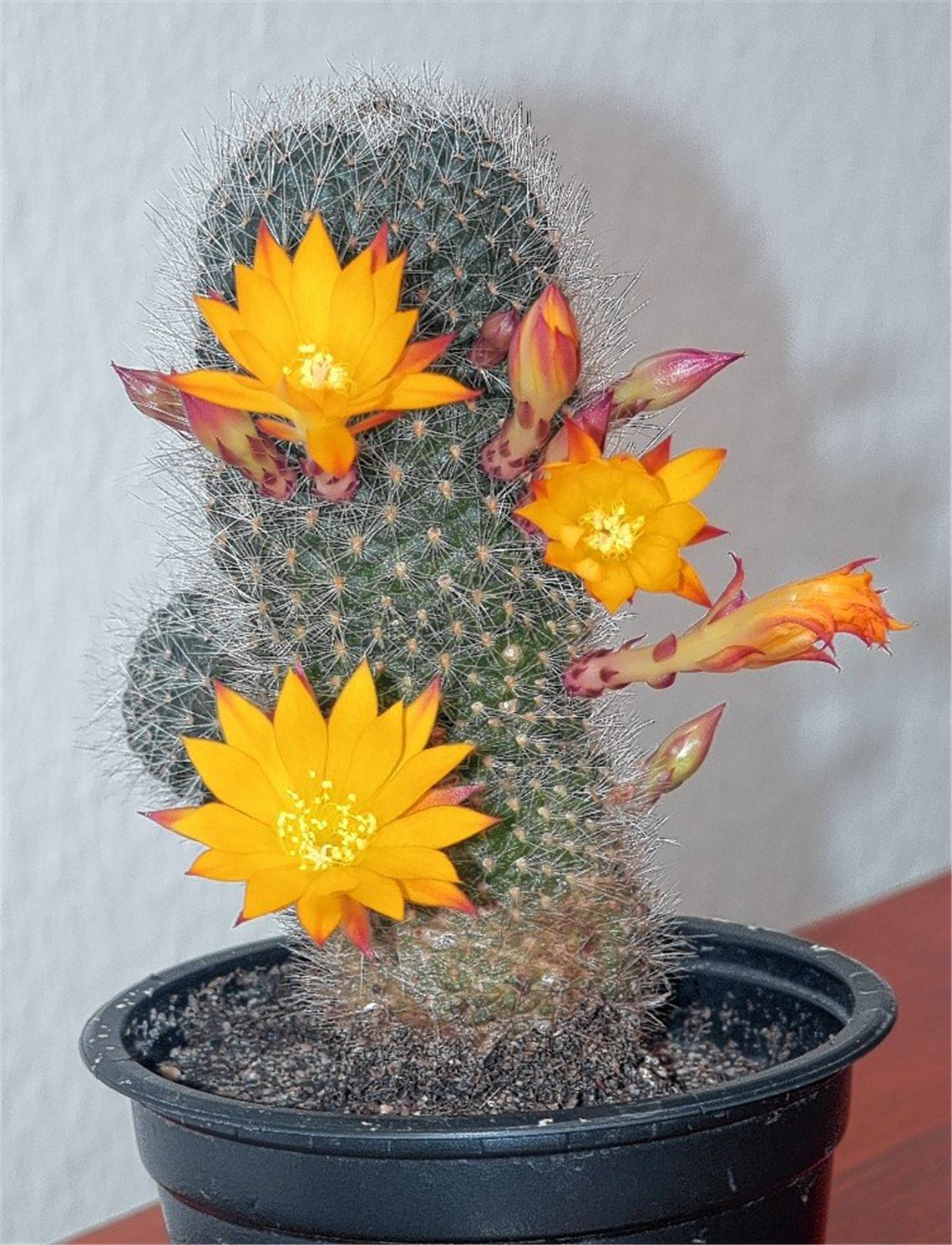 Frühlingsgefühle Frühlingsgefühle