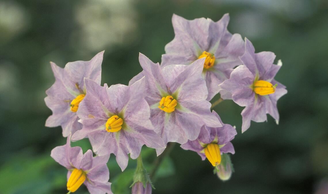 Kartoffel (Solanum tuberosum): Auch die Kartoffel (hier eine Blüte eine der Kartoffelpflanze) zählt zu den Giftpflanzen. Gegessen wird sie trotzdem  –  völlig gefahrlos. Des Rätsels Lösung ist folgendes:  Bei der Kartoffel sind nur die grünen Teile giftig. Grüne Partien an den Knollen, die sie bei zu heller Lagerung bekommen, müssen daher gründlich abgeschält werden.