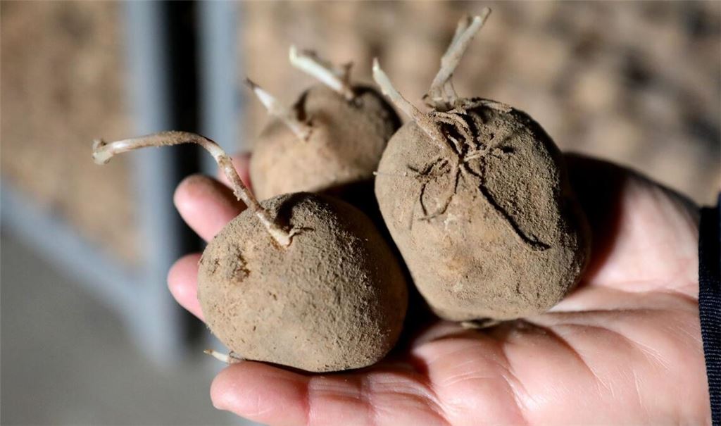 Kartoffeln sind besonders hitzeempfindlich. (Archivbild)